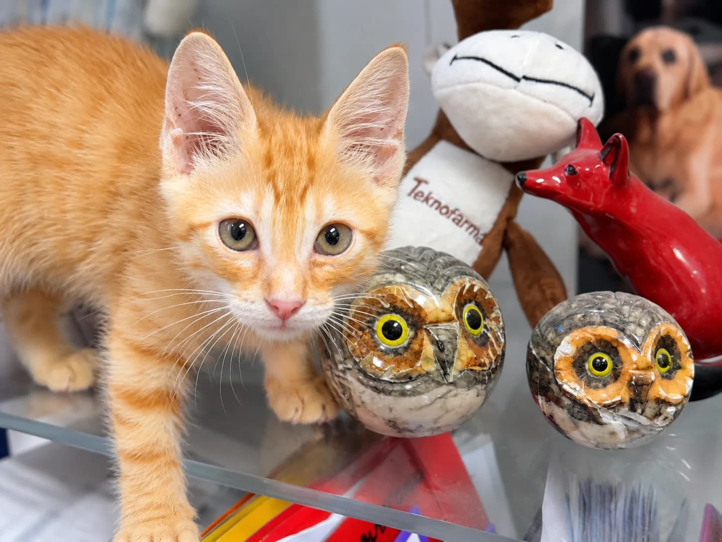 Un gattino arancione guarda verso l’obiettivo